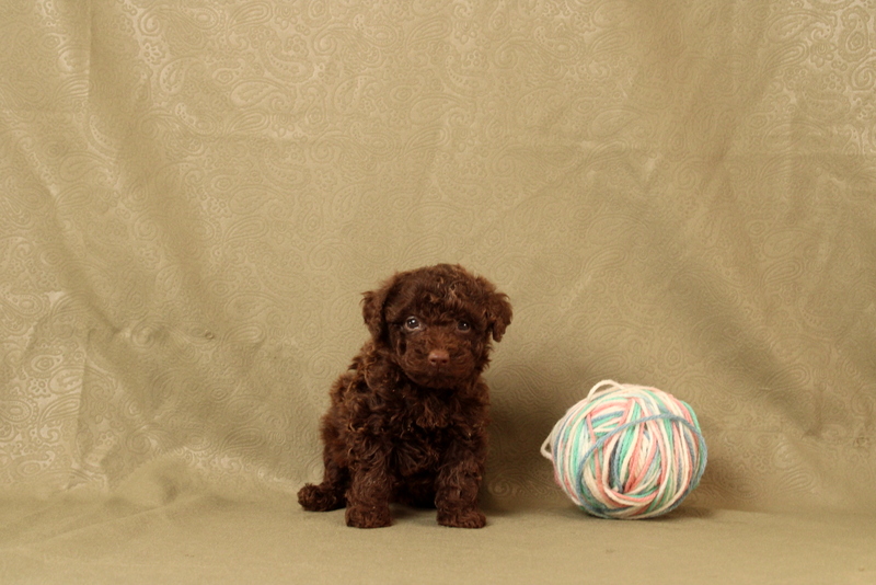 puppy, for, sale, Toy Poodle, Matthew B. Stoltzfus, dog, breeder, Gap, PA, dog-breeder, puppy-for-sale, forsale, nearby, find, puppyfind, locator, puppylocator, aca